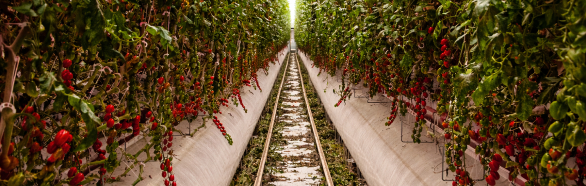 CEA & Indoor Farming 2027