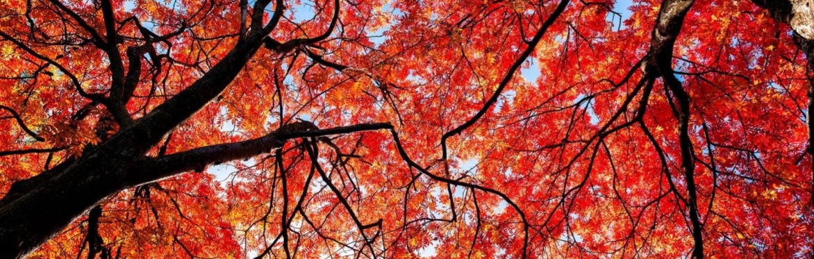 Autumn Gathering - Region 7 (Kilkenny, Carlow, Wexford, Waterford)