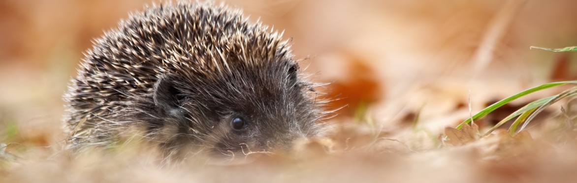 A hedgehogs in Autumn leaves