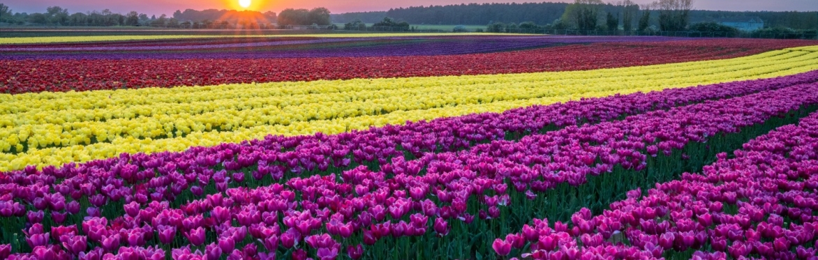 Tulips for Tapping 2026