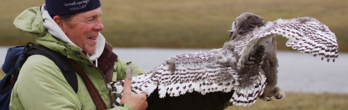 Snowy Owls: Thirty-one years of breeding season research from Barrow, Alaska, by Denver Holt