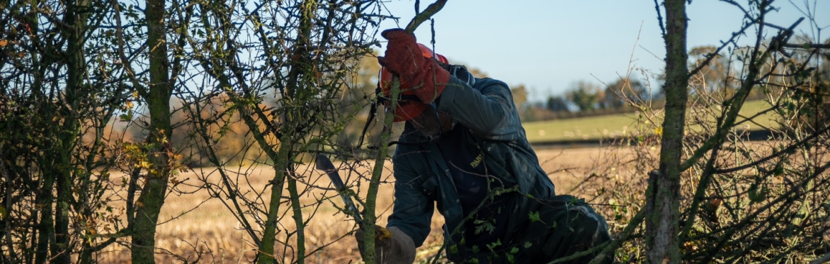 A Cut Above:  Discover Hedge Laying