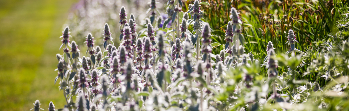 National Garden Scheme - Summer Opening - 26th July