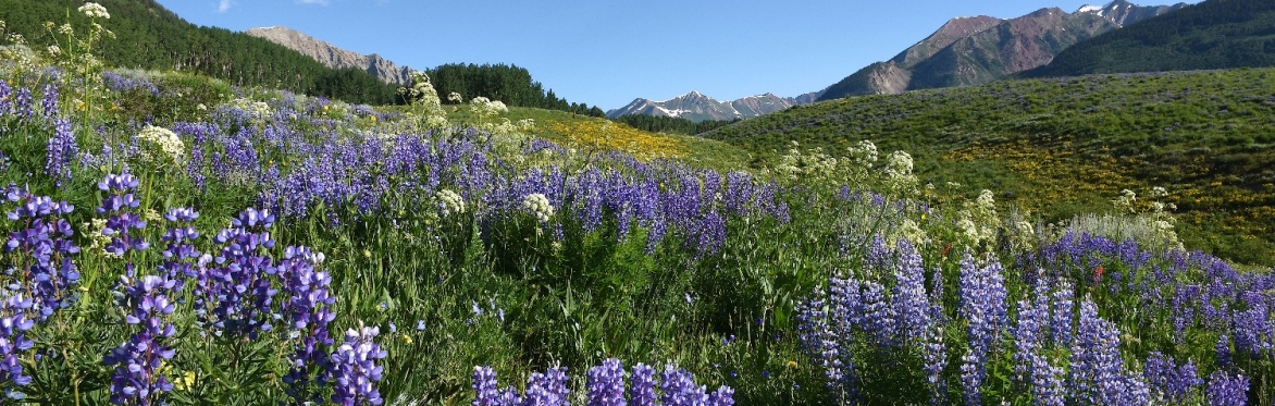 3 Hour Judd Falls Interpretive Wildflower Hike