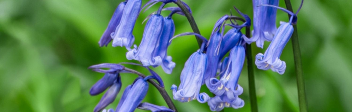 Guided Bluebell Walk & Workshop