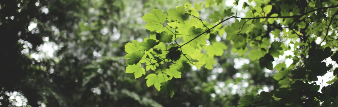 Wild Well Beings: Summer retreat