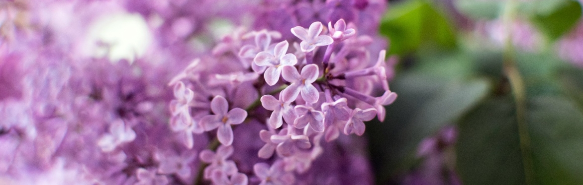 a close up of some small purple flowers, with some green foliage in the background