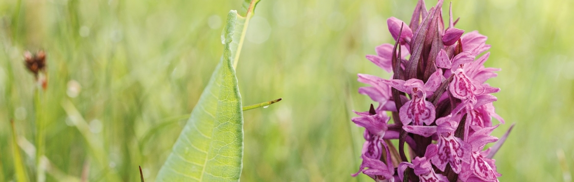 Riserva Naturale Paluaccio di Oga