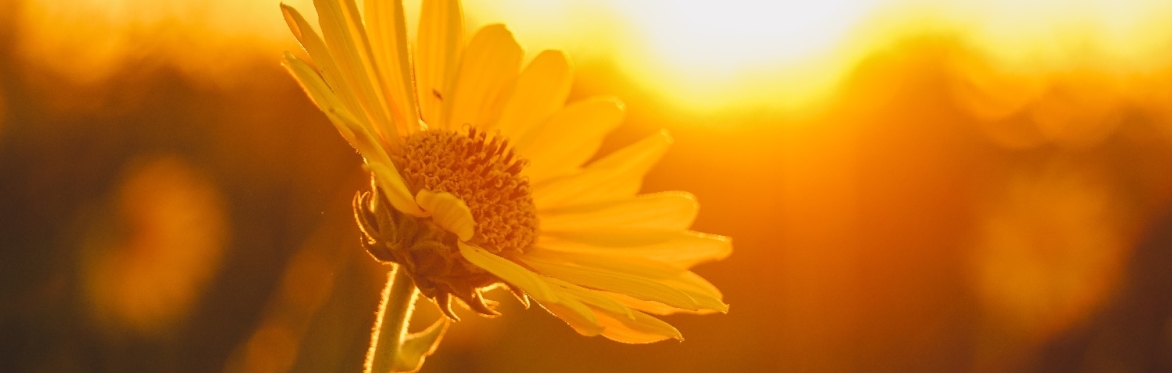 Summer Concert : Rossini Petite Messe Solennelle