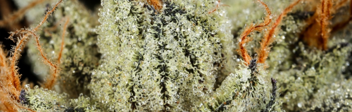 A5 Wagyu Hash Hole Sesh