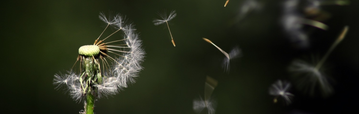 A dandelion with the 'clocks' blowing away