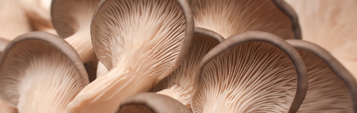 Grow Your Own Mushrooms with Darryn de la Soul & Margate Mushrooms