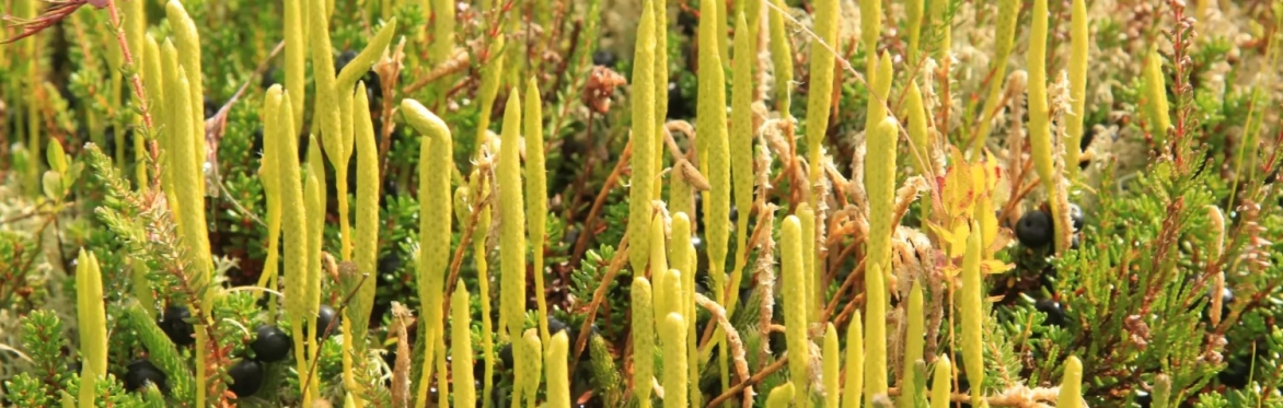 Botanical Skills NI: Montane plant recording day in Slieve Muck, Eastern Mourne Mountains