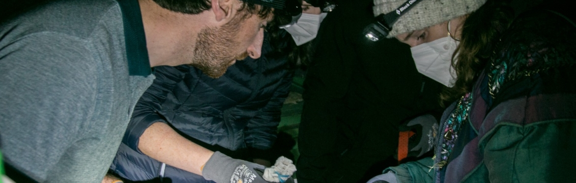 Specialist Bat Trapping, Handling and Identification