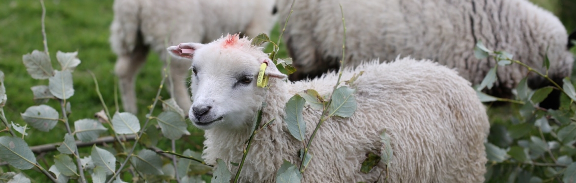 Scottish Agroecology Partnership at the Highland Show