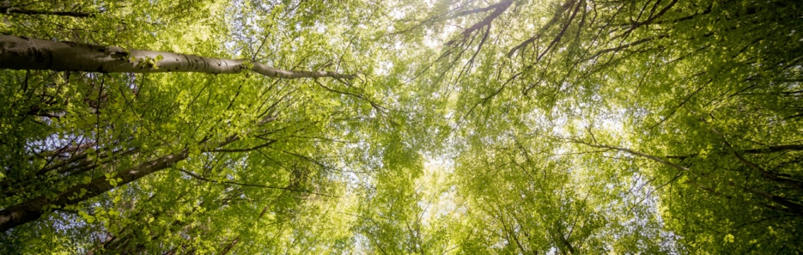 Image of tree canopy