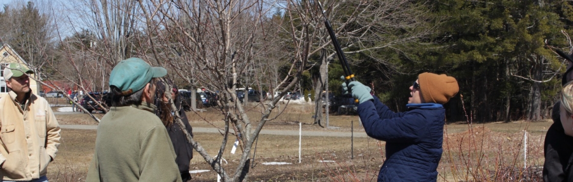 An instructor demonstrates pruning techniques on an apple tree.