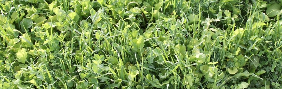 Small-Scale Cover Cropping Workshop