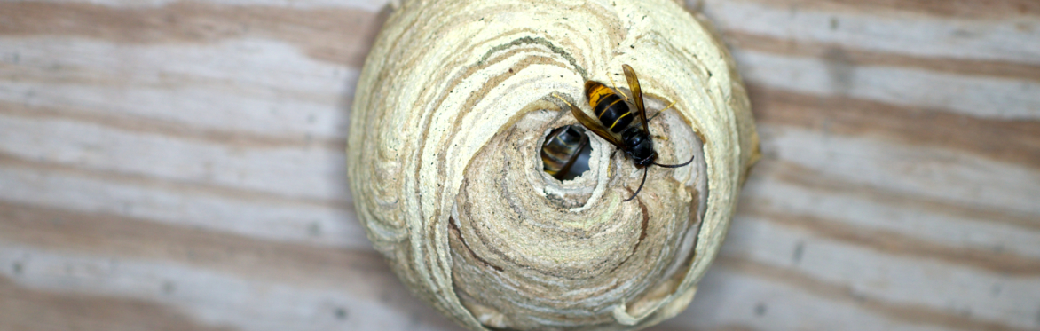 Asian Hornet Talk and Identification Workshop