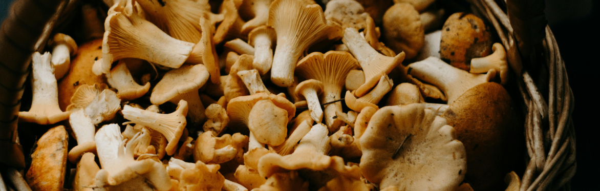 Mushroom Walk