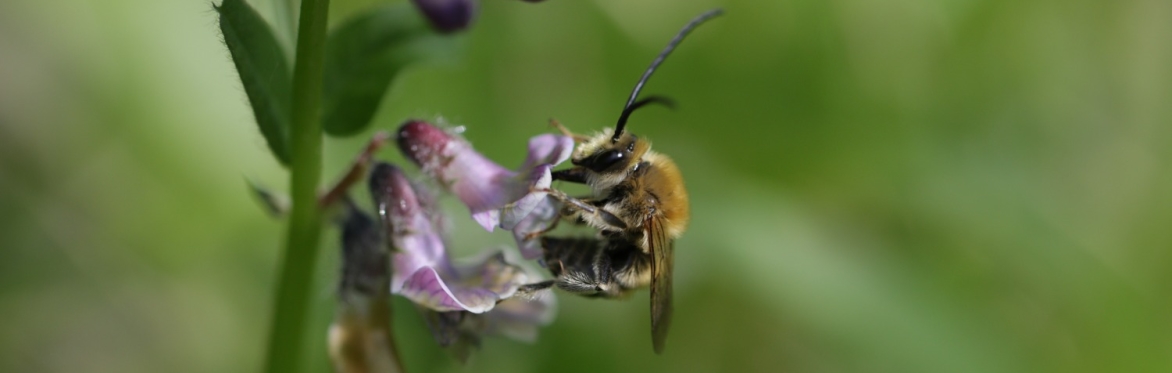 Biodiversity study day