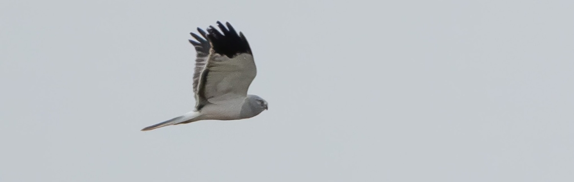 Mid-week Afternoon Walk : Grove Ferry (Hen Harriers and Woodcock)