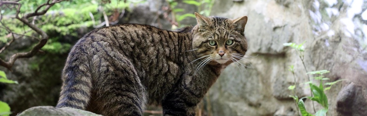 Early Access Tours: Wildcats and Legends