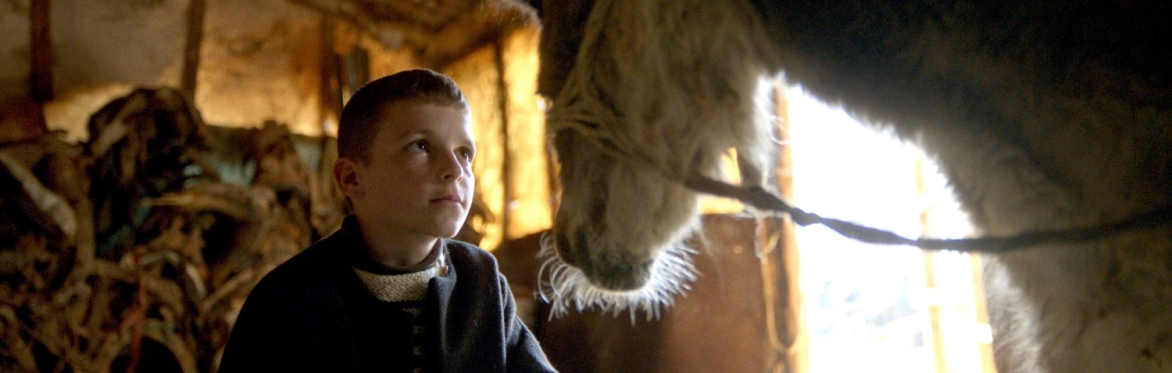 The Beauty of the Donkey / Bukuria e Gomarit (Dea Gjinovci, 2025)