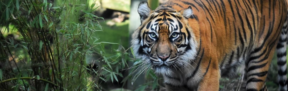 Zoofari Tours:  Animal Athletics (For kids!)
