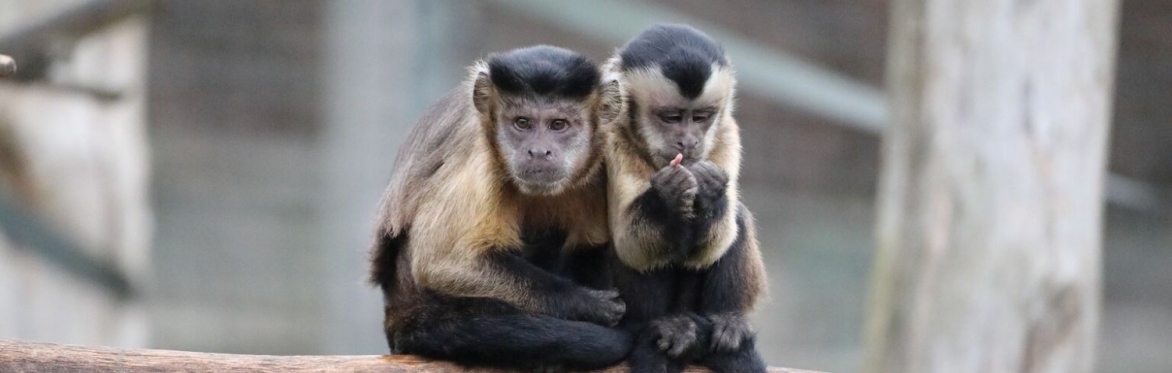 Zoofari Tours: Primate Party