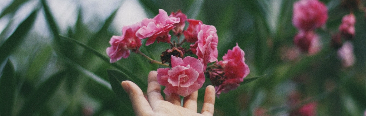 A hand gently touching summer flowers in bloom