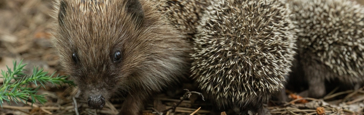 A hedgehogs with some baby hoglets