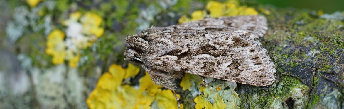 Moths Survey on the Wyre Estuary