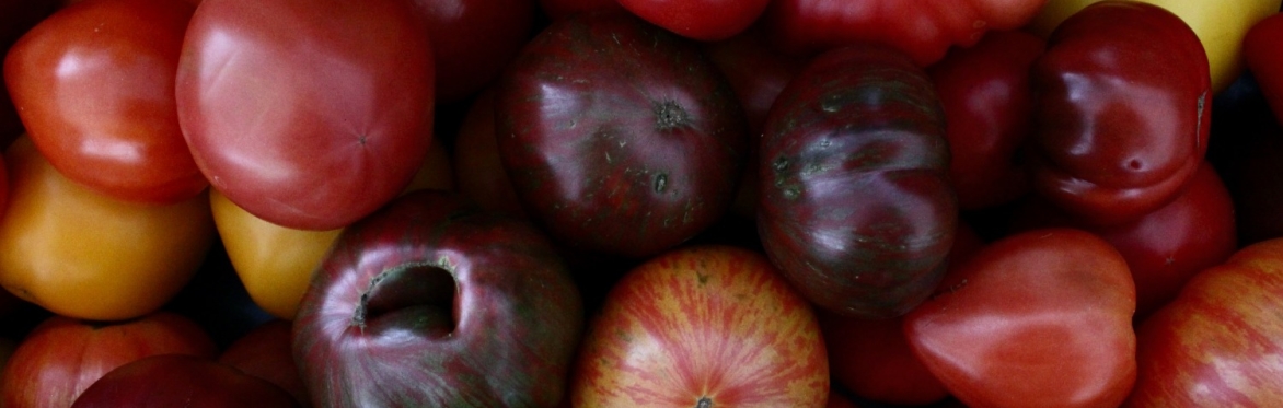 A variety of tomatoes are featured