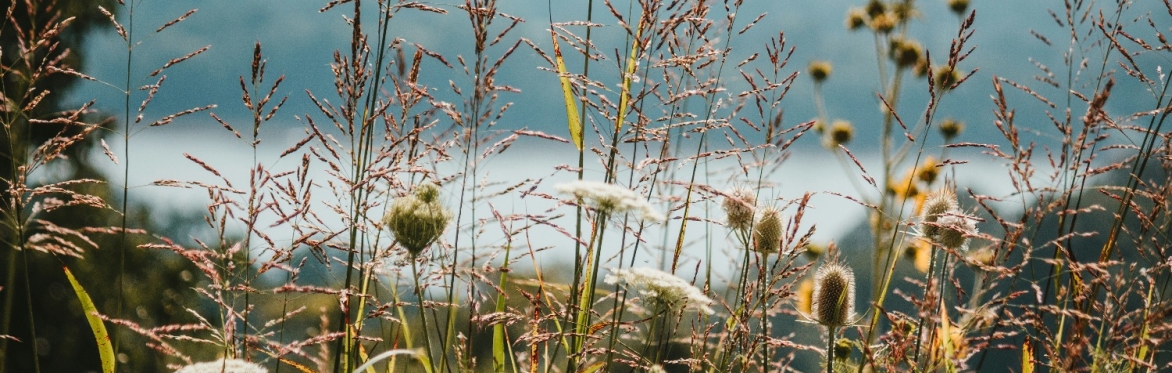 Wild flowers against a mountain backdrop
