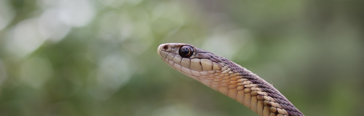 The Beauty of Survival: An Introduction to Reptiles with Russ Walker