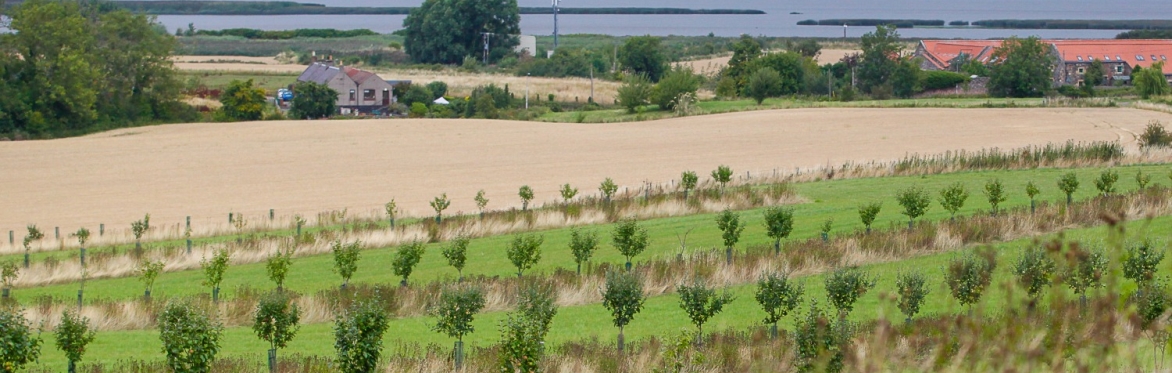 Thinking about agroforestry? Silvopastural and silvoarable systems
