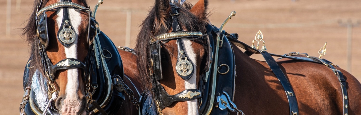 East Kent Ploughing Match 2026