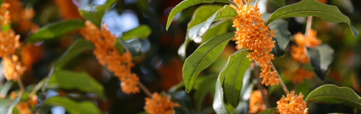 Fall Garden Ramble