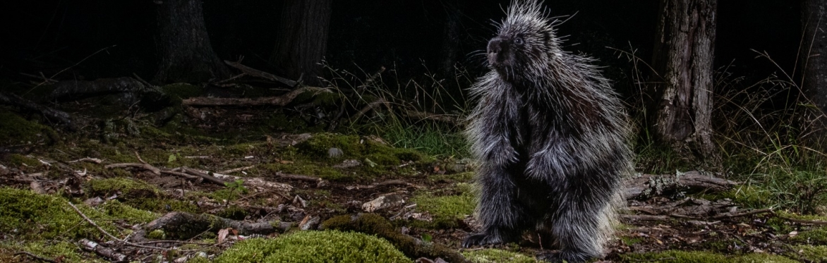 Discover the "Wild Side of Mountaintop" with Carla Rhodes