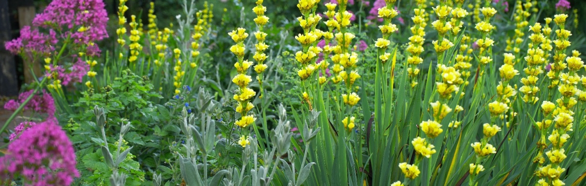 DWT- Water Friendly Gardening Devon LNP – Devon Water Quality Summit series