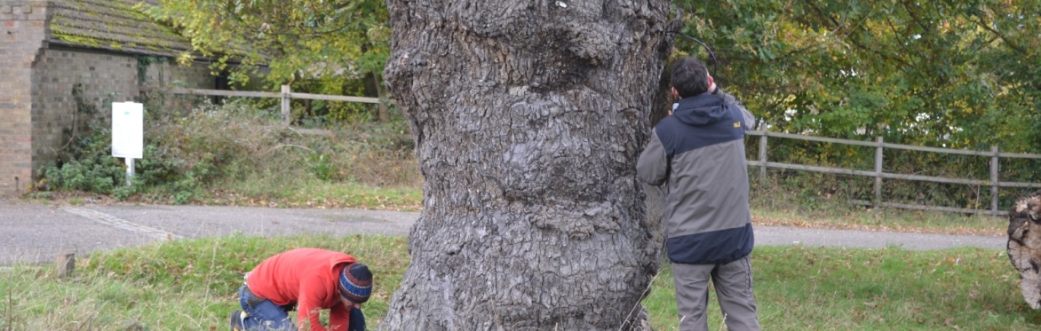 Scoping Surveys for Arborists