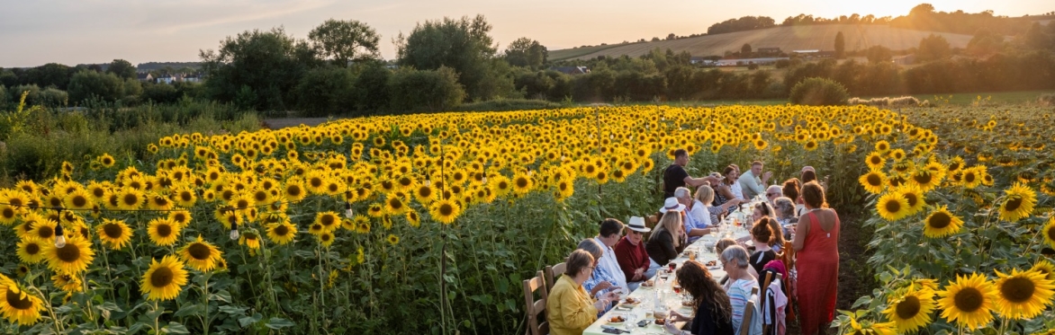 A field of yellow sunflowers with hills in the background. Almost hidden from view, in the middle of the sunflowers are people sat having dinner under twinkling lights.