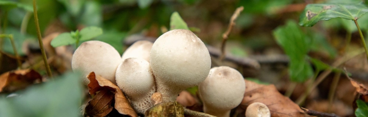 Mushroom ID Walk with Luke Sarrantonio