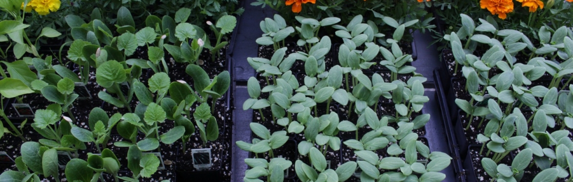 A variety of vegetable and flower seedlings in trays