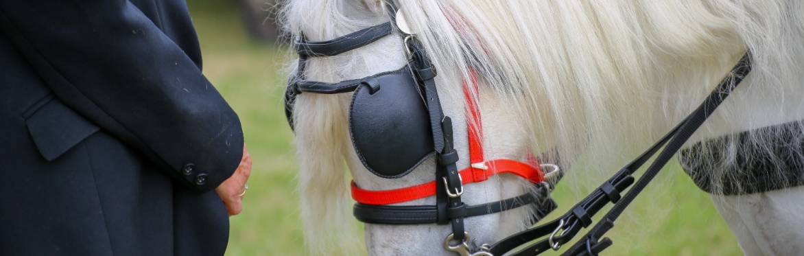 Carriage Driving Training Day