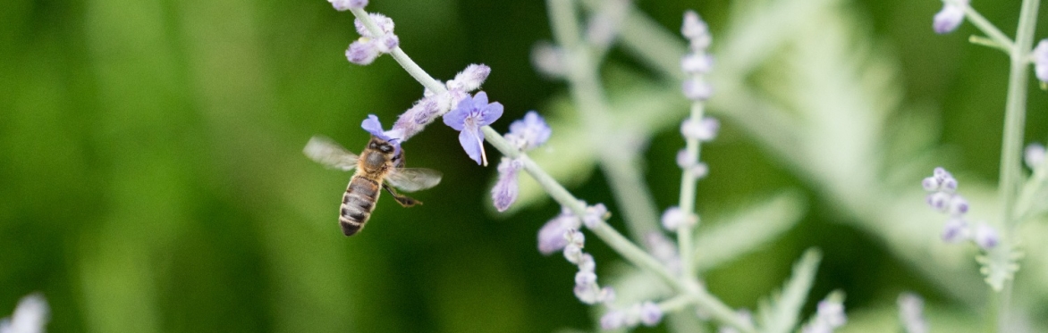 Identifying Pollinators with Benny Hawksbee