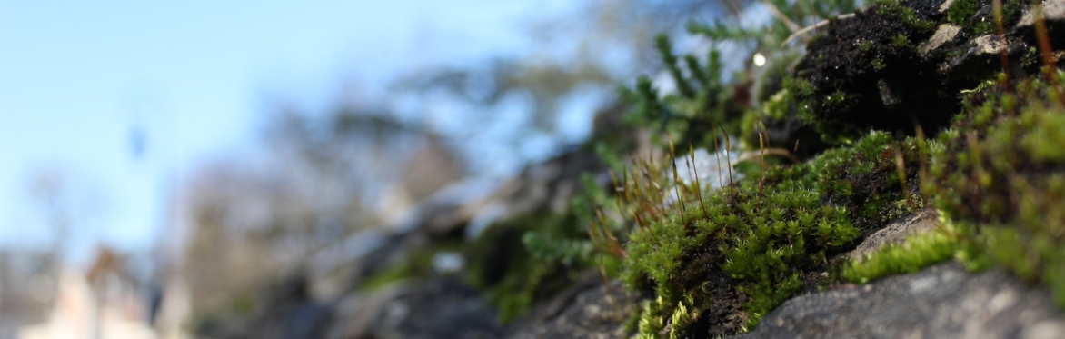bSharp String Quartet and Friends Environmental Benefit Concert