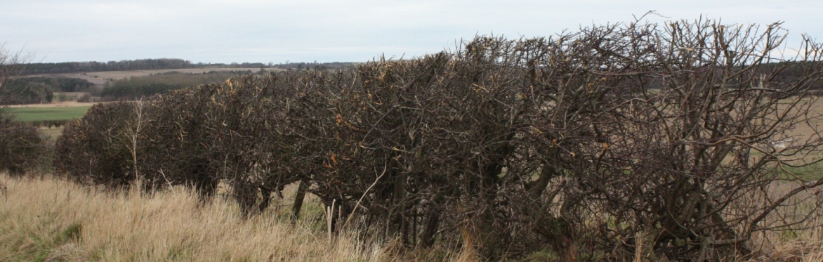 Healthy Hedgerows surveying practice