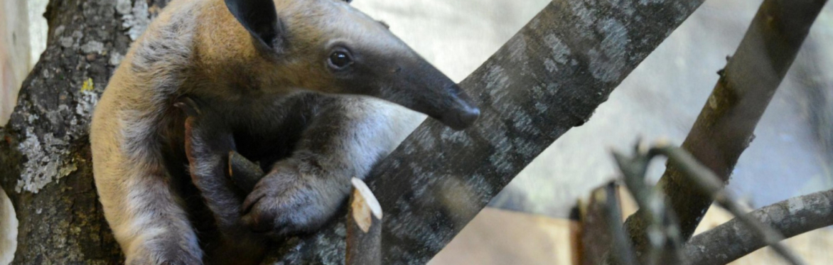 2025 SASKATOON Wildlife Festival - Hang with an Anteater!! Spot a Sloth! Kiss a Kangaroo! Tangle with a Tortoise!
